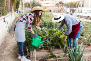 782245 - Huertos in the Sky - Barcelona Noticias 24h Two people working in a community garden: one wearing a straw hat waters plants with a green watering can while the other trims leaves with gloves on.